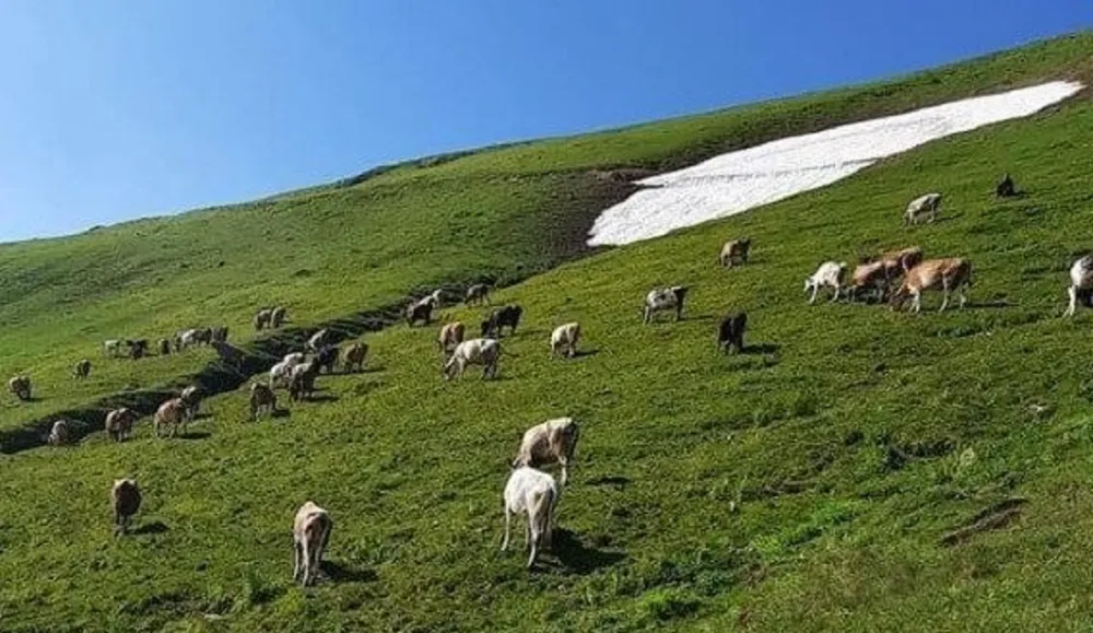 Çaykara